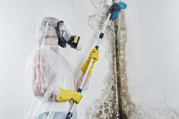 Best DIY Mold Remediation Support Services in Ferriday, LA